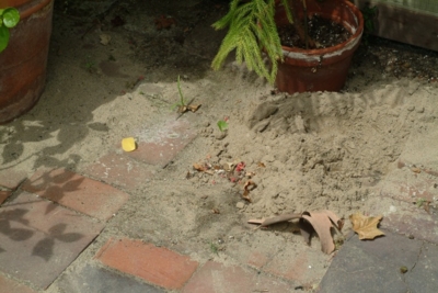 Fig. 3. Sand excavated by cicada killer wasp