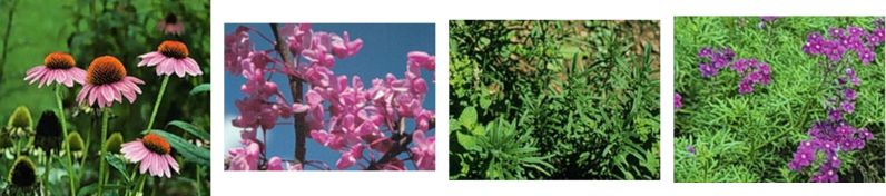 Purple Coneflower, Redbud, Rosemary, and Verbena