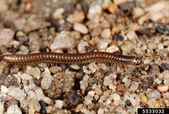 garden millipede